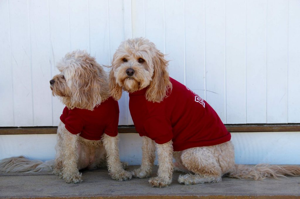 More Than Paws Australian Pet Supplies Dog Clothing and Accessories Clothes, Coats and Costumes