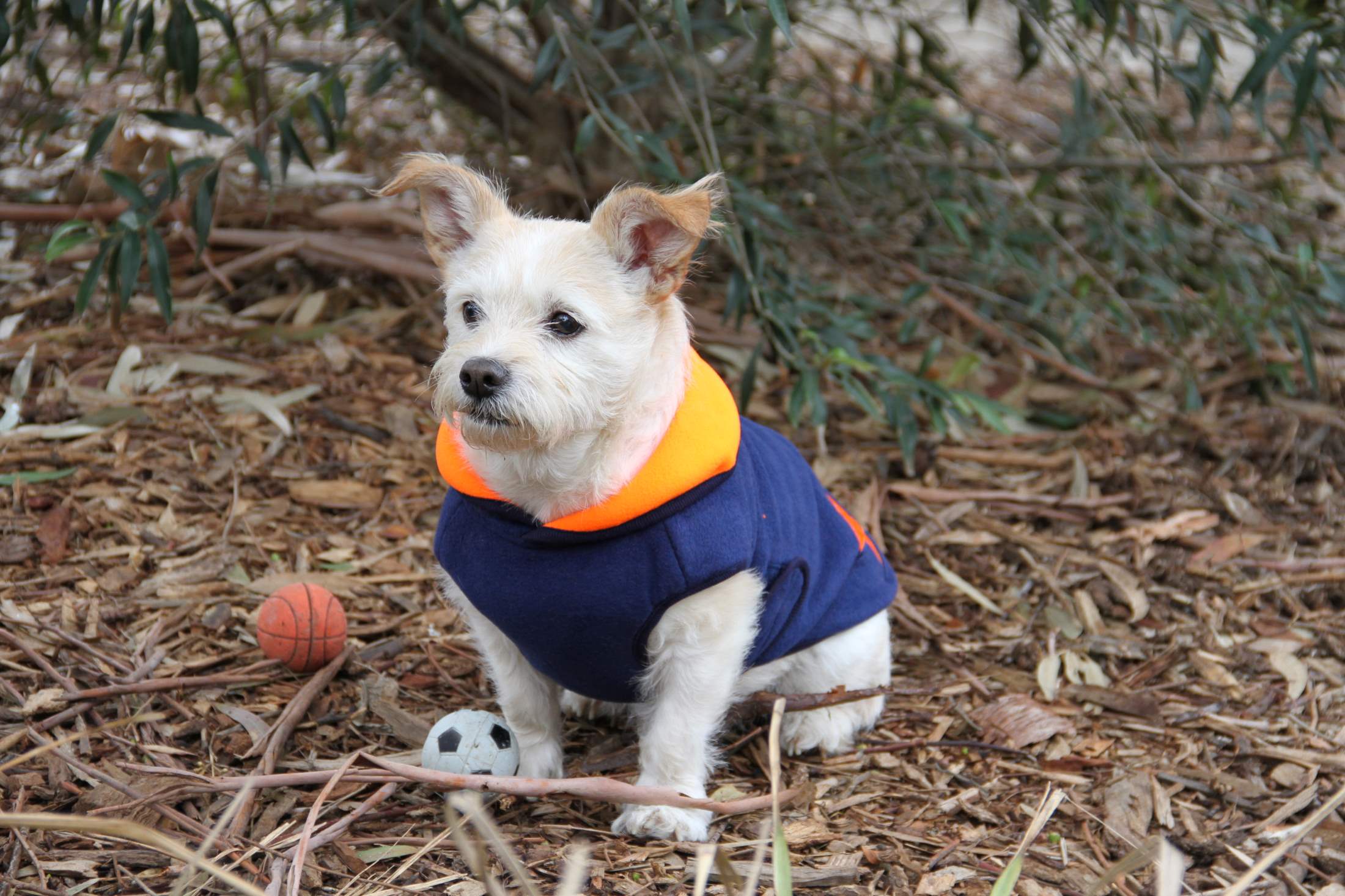 More Than Paws Australian Pet Supplies Dog Clothing and Accessories Clothes, Coats and Costumes