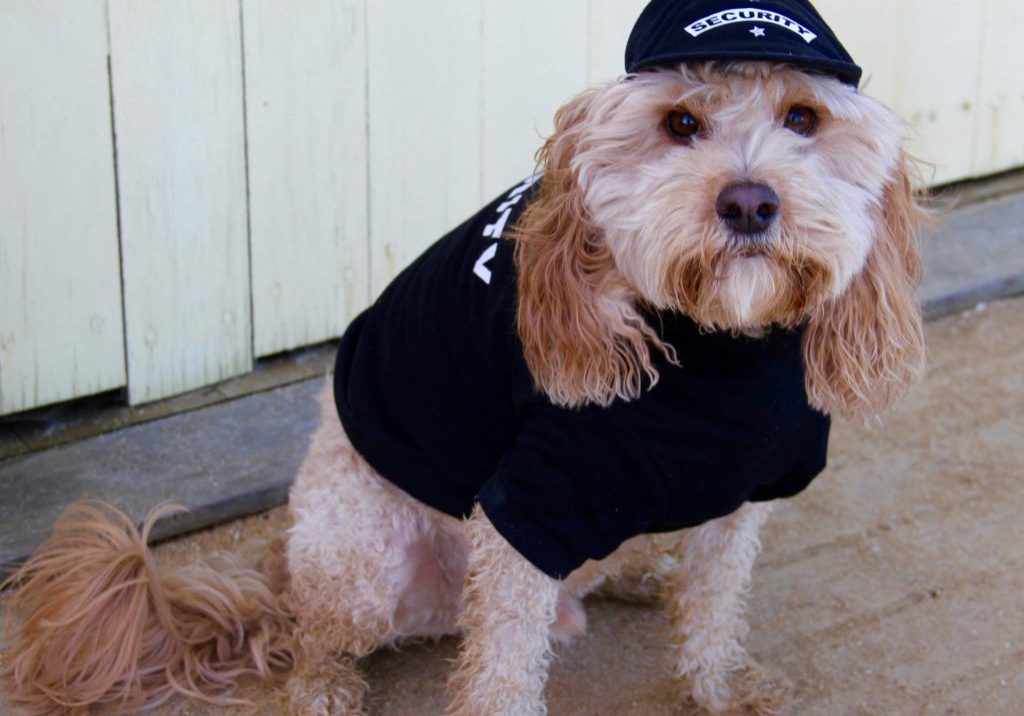 More Than Paws Australian Pet Supplies Dog Clothing and Accessories Clothes, Coats and Costumes